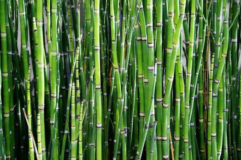 Maak een bed kopiëren liefde Bamboe inperken - Uw Tuingids