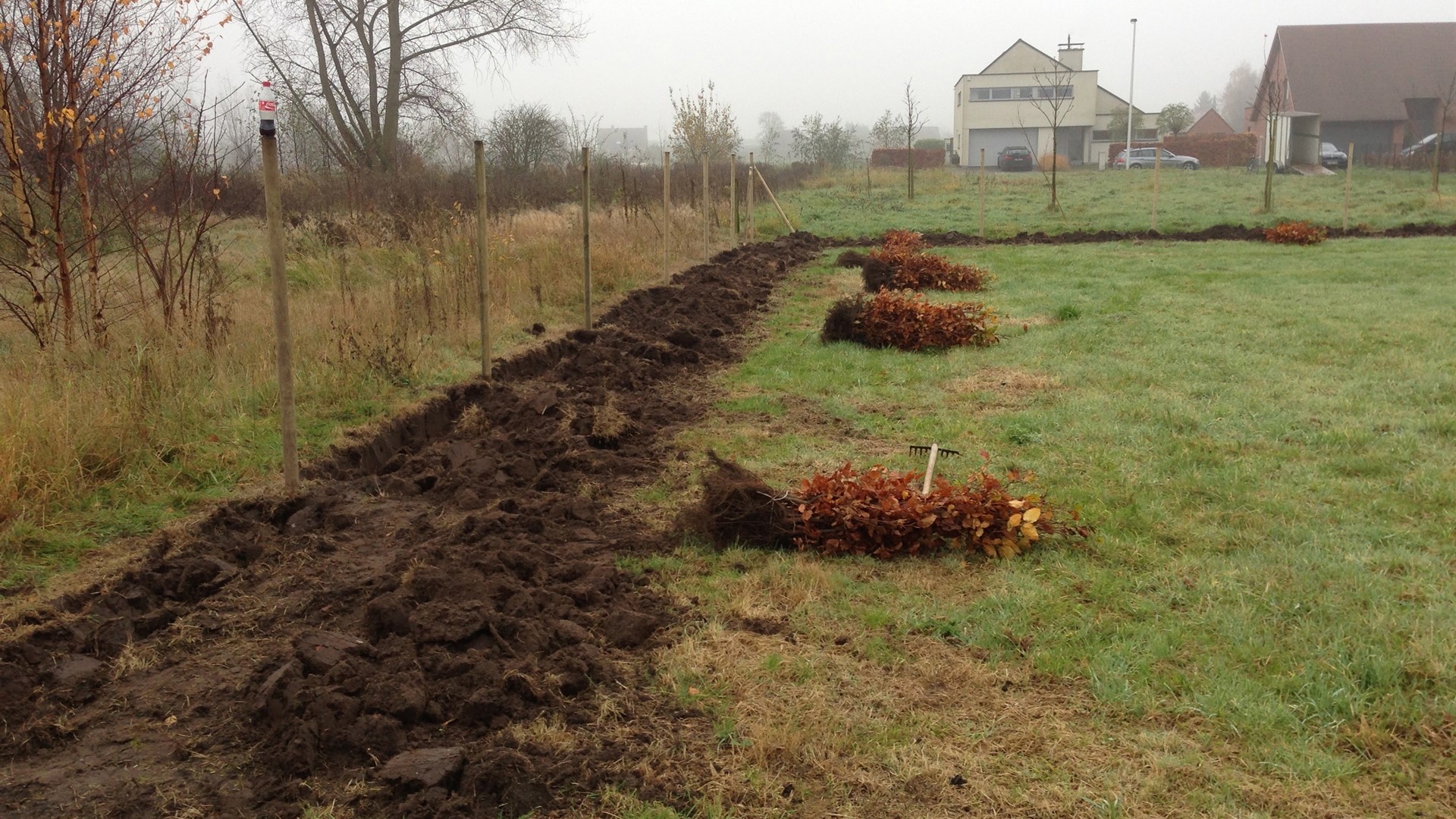 een keer Tenslotte Waar Haagbeuk en beukenhaag (beuk) aanplanten - Uw Tuingids