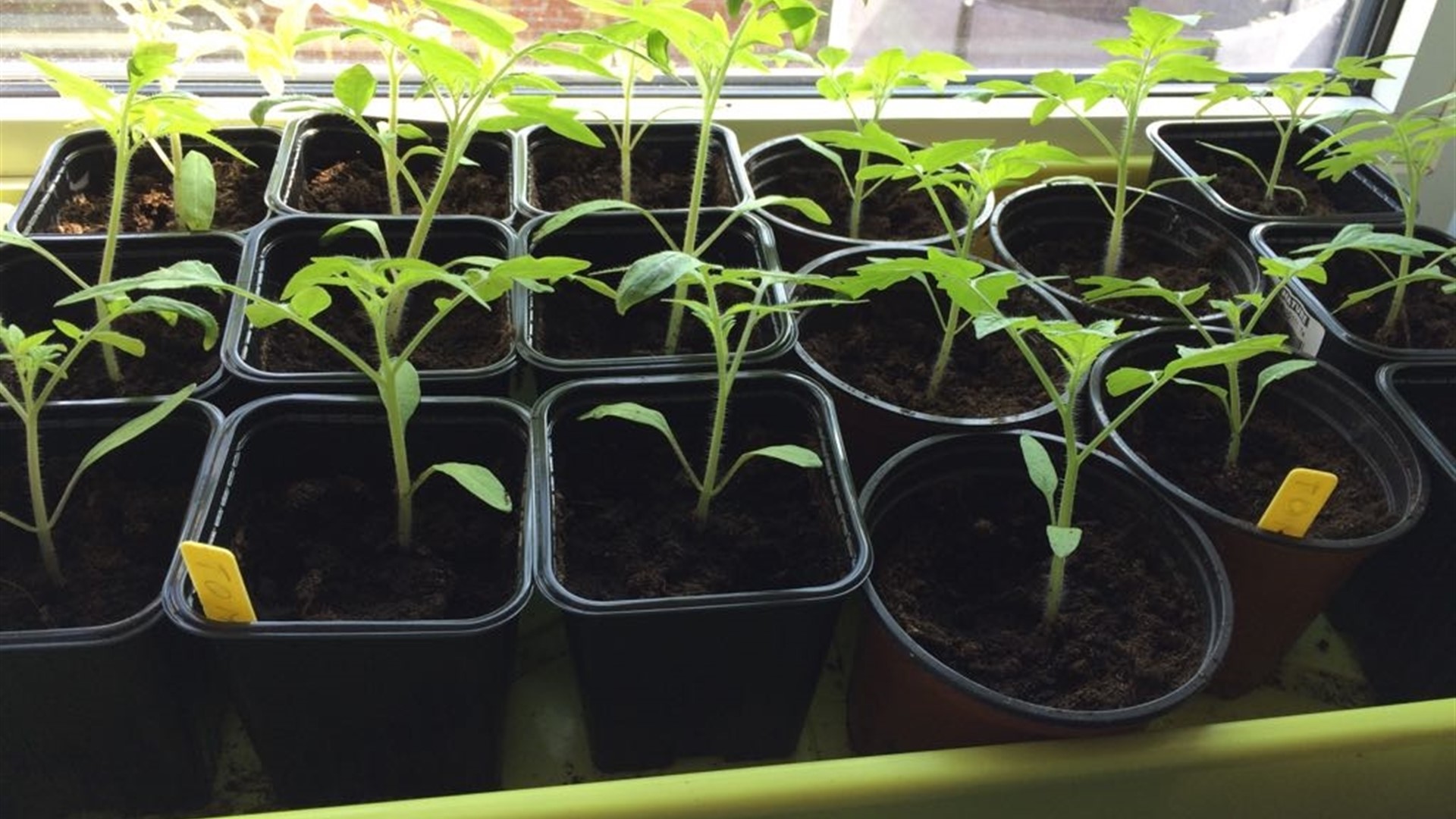 besluiten Land van staatsburgerschap exotisch Hoe verzorgt u tomatenplanten na het verspenen: enkele tips! - Uw Tuingids