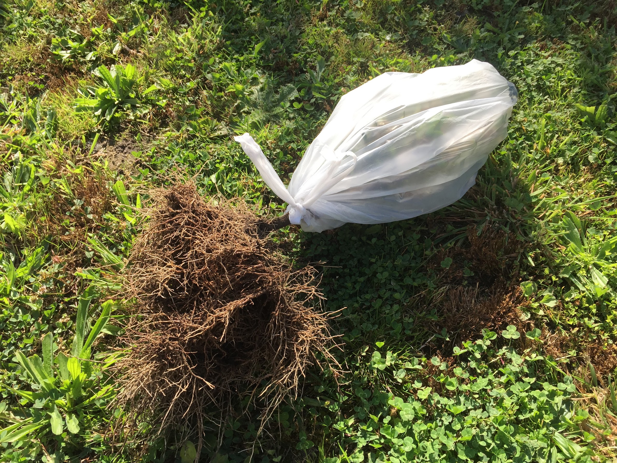 Buxusplant inpakken in vuilniszak